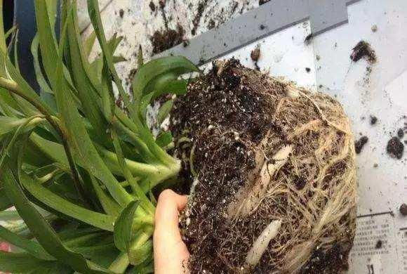 逛花市时,这4种“花”尽量不要买,因为在家里根本养不活