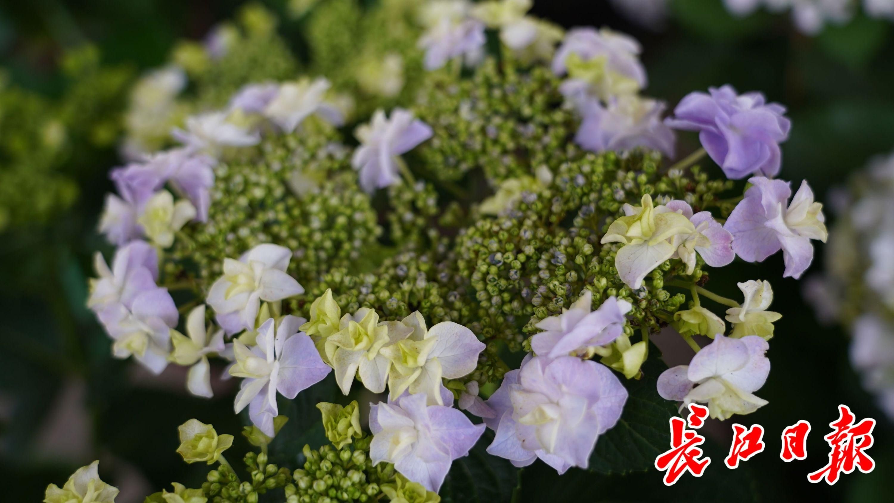 无尽夏|他家的绣球花直径大过足球,来听养花高手的养护经验