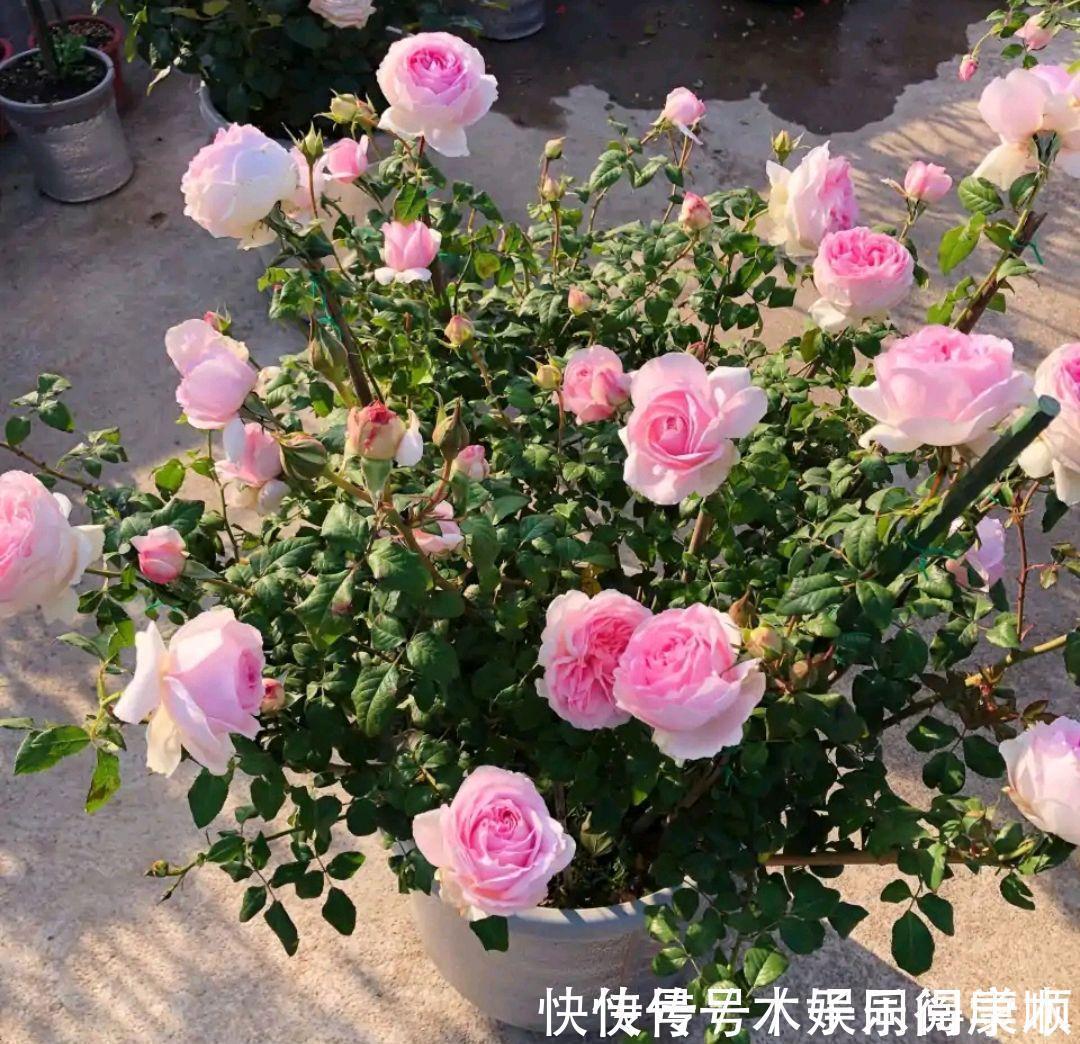 4种花要富养,根多“爱吃土”喜欢大花盆,用对了利于生长和开花