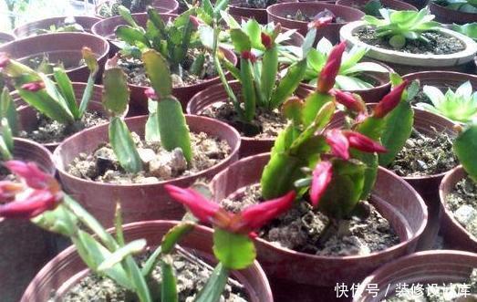 操作方式|养花别再买多菌灵了，用它来代替，植株生根快，还能省下不少钱