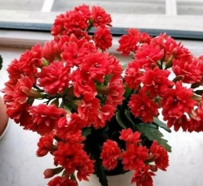 此款花草适合新手养殖,花大色艳,花香易打理,养在客厅美极了