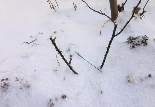 中年|正月初六,威海的雪:粉妆玉砌,银装素裹