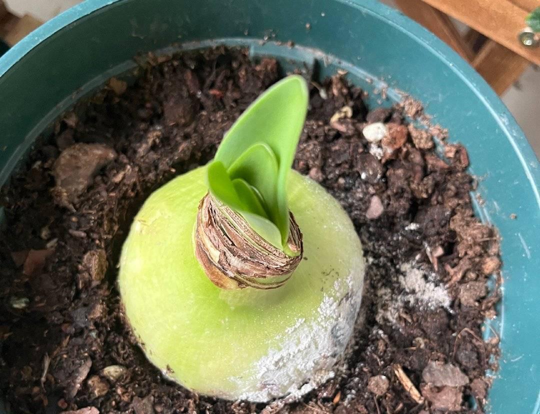 秋季|栽种朱顶红,简单3步,开出大花、颜值很高、惊艳无比