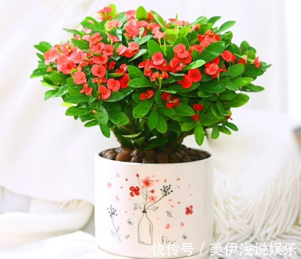 失眠|提醒:这12种“漂亮花”,不适合养在室内,别不当回事