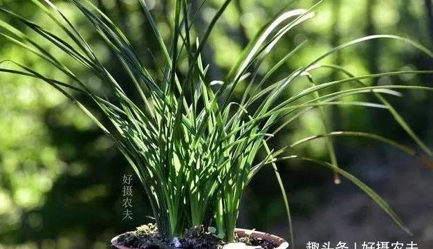 兰花|兰花叶片瘦小,需要赶快施肥吗兰友这样操作才正确