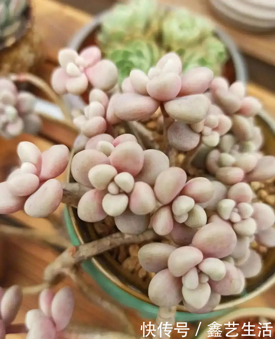 瀑布|最耐晒的8种多肉,夏天照样疯长不停,呼呼窜成小瀑布