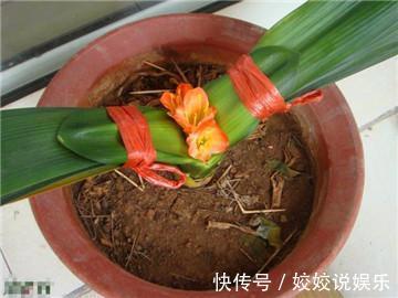 司匹林|盆栽君子兰“卡脖子”,几滴这东西就可以射箭!