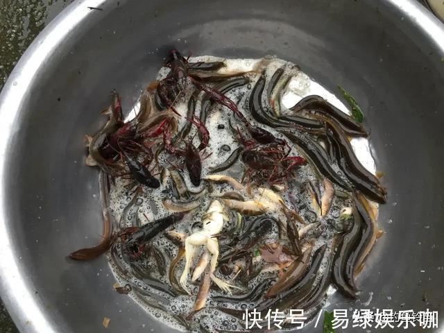 入侵长江的新物种？专门吃小鱼小虾？它是土生土长的原生鱼