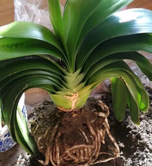 植物|古代的“大户人家”都喜欢养这10种植物，家里养几盆，富贵吉祥旺家宅，你家养了吗