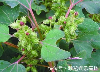 预防感冒|经常感冒咳嗽,常用此物泡,通鼻窍预防感冒,腰不酸了,腿不疼了