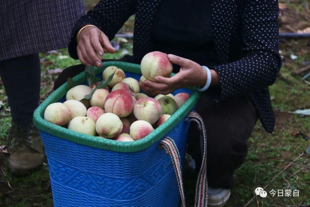 冬桃基地|冬天还有新鲜桃子吃？蒙自人太幸福了！