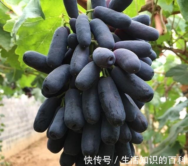 蓝宝石|有院子的朋友,不要错过这种果树,不怕旱不怕晒,好吃又营养!