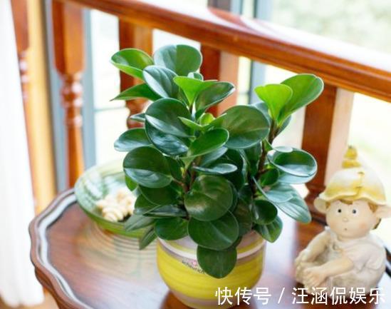 电脑宝贝|“电脑宝贝”豆瓣绿,比绿萝还好养,做好5点,肥厚紧凑,防辐射