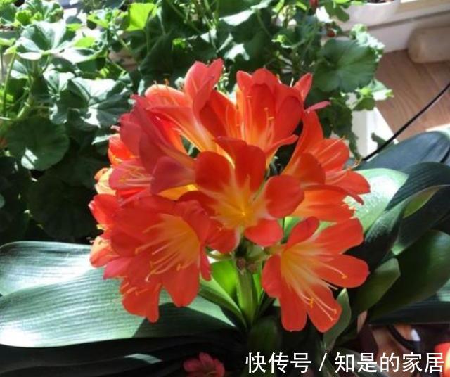 花盆儿|立秋之后,君子兰这么养,叶子厚又亮,开花大爆发