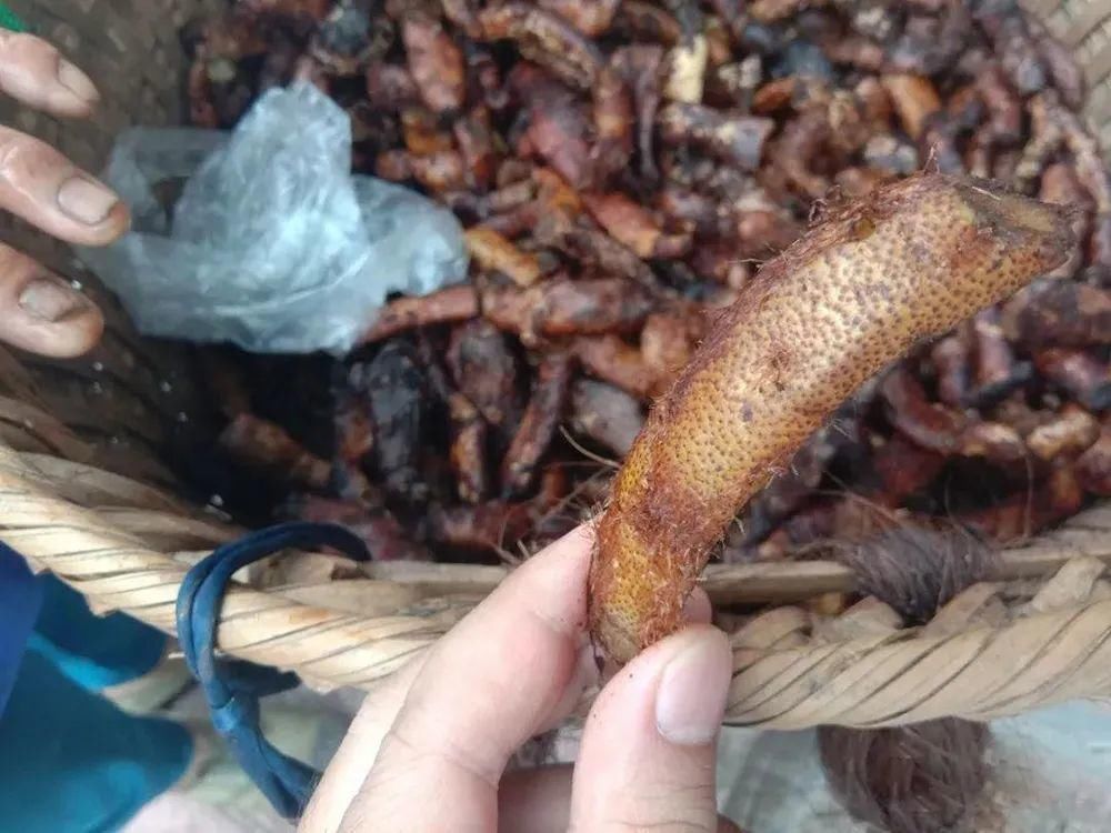 本草纲目拾遗|一种生姜,石头缝里才有,看到别随意挖,它是珍贵的“骨碎补”