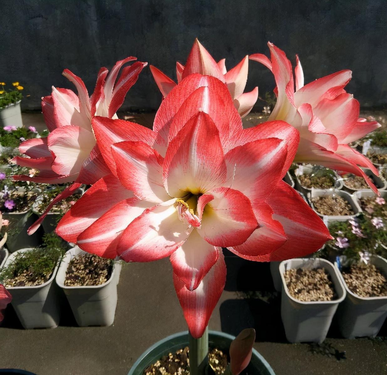 秋季|栽种朱顶红,简单3步,开出大花、颜值很高、惊艳无比