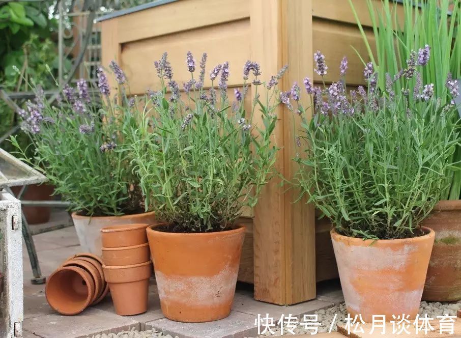 金枝玉叶|公认好养的5种花,能活一百年,开花吉利带仙气,越养越值钱