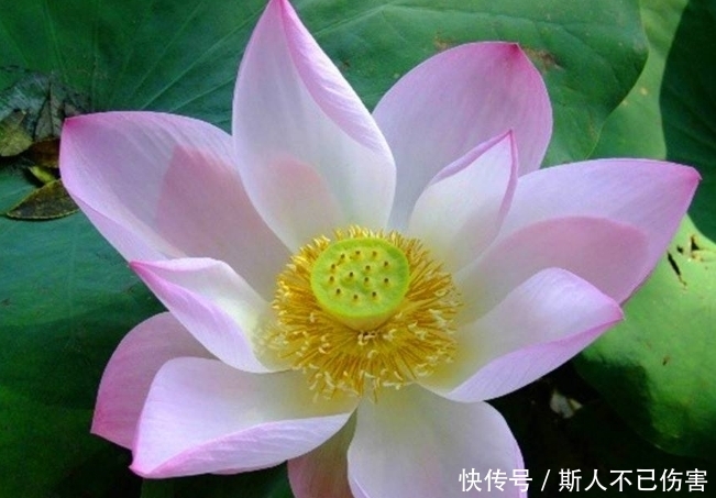 富贵|算命的说，11月运势大红大紫的3生肖，富贵无人能及！