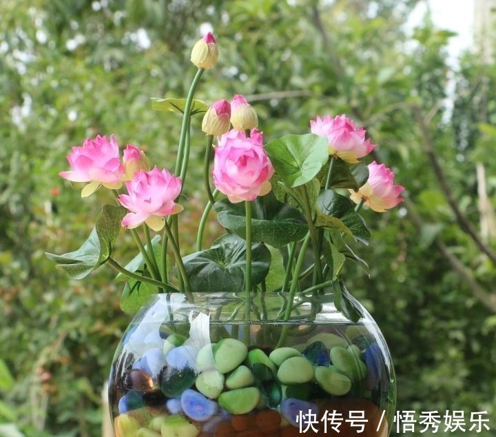 大田|以下5种盆栽花卉,可以任性浇水,水浇多了不会死反而疯长