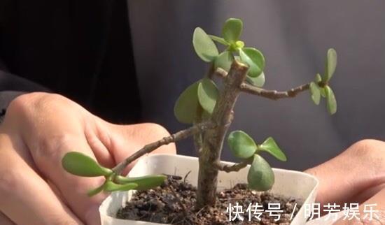 养花新手,就扦插这4种花,长根快成活快,越养越多颜值超高