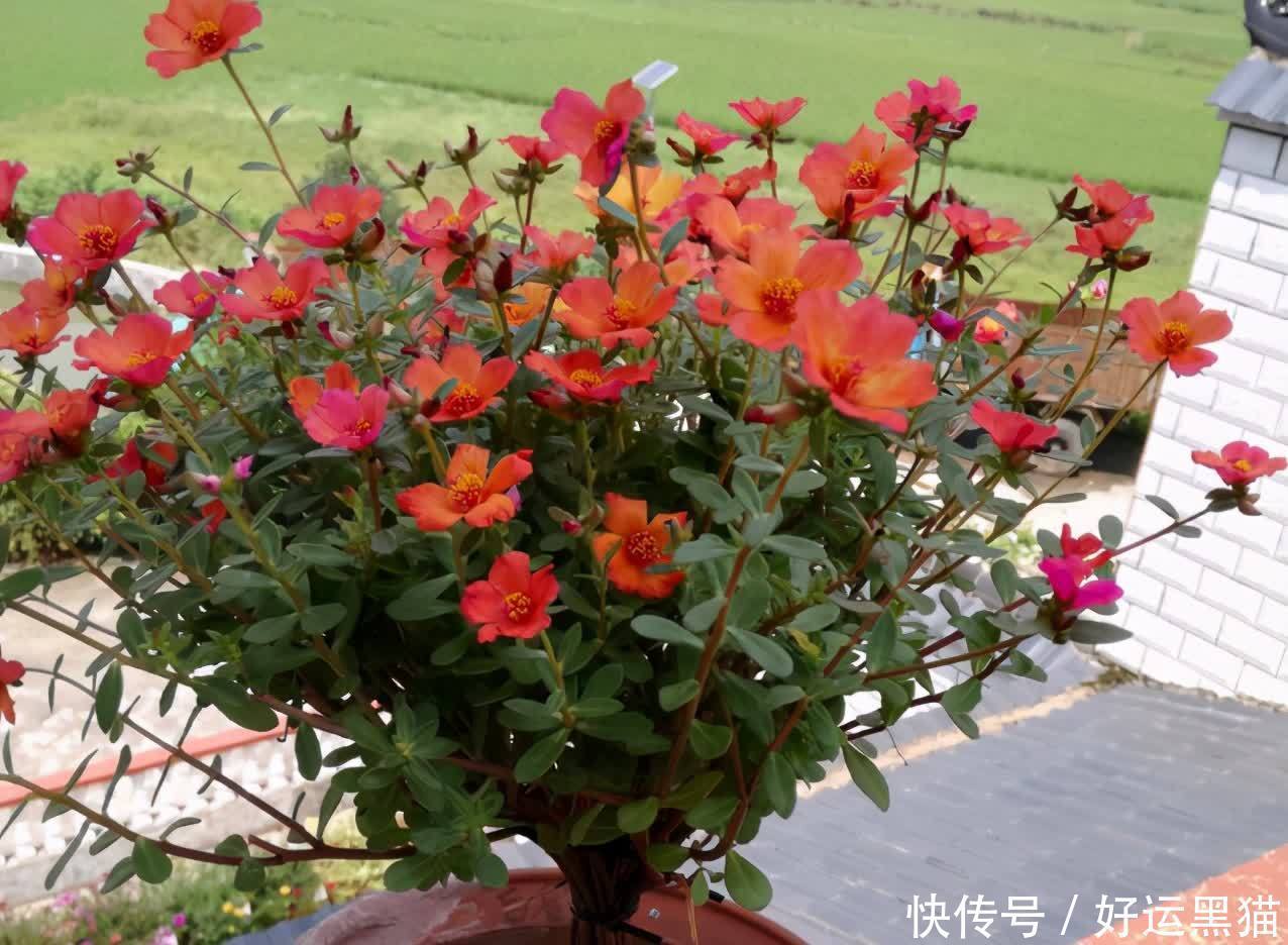 重点|到了夏天,新手养花该先抓住哪些重点?关键有3处