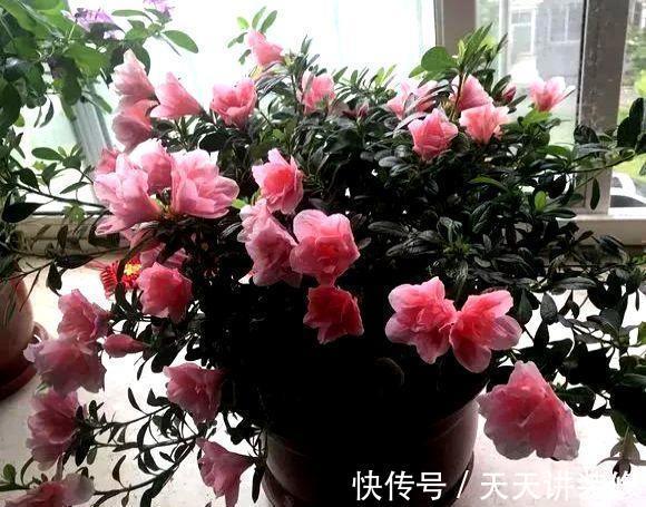 发财树|公认“不好养”的3种花，没有一定的养花经验，别贸然入手