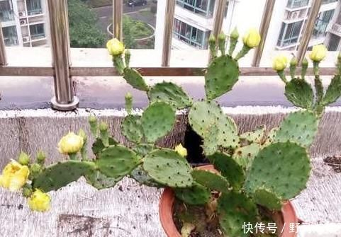 黄叶|想要酸性土养花该怎么弄兑点它们，喜酸植物不再黄叶掉花苞