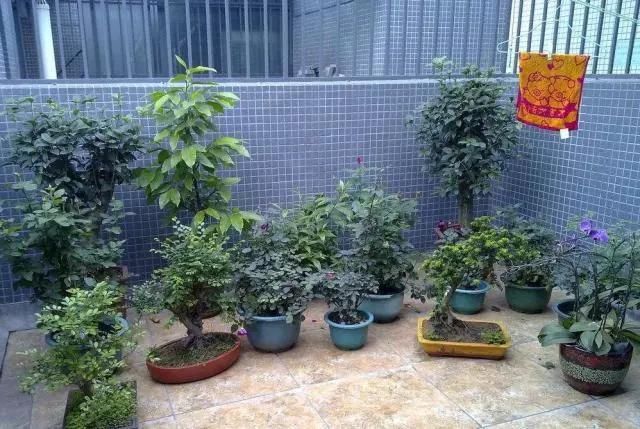 用3招，就能养出漂亮的盆栽，不愁没有花盆用了