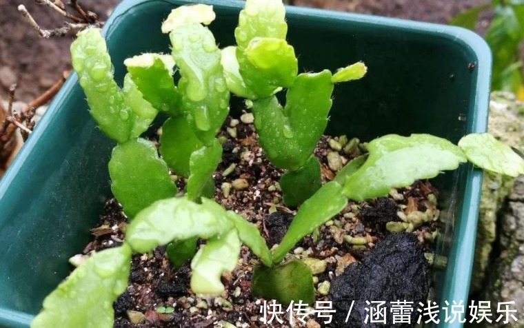 生根|为什么说河沙养花厉害?因为有3大妙用!