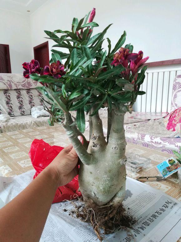 浇水|沙漠玫瑰不开花简单“4步”操作,30天开成“玫瑰树”