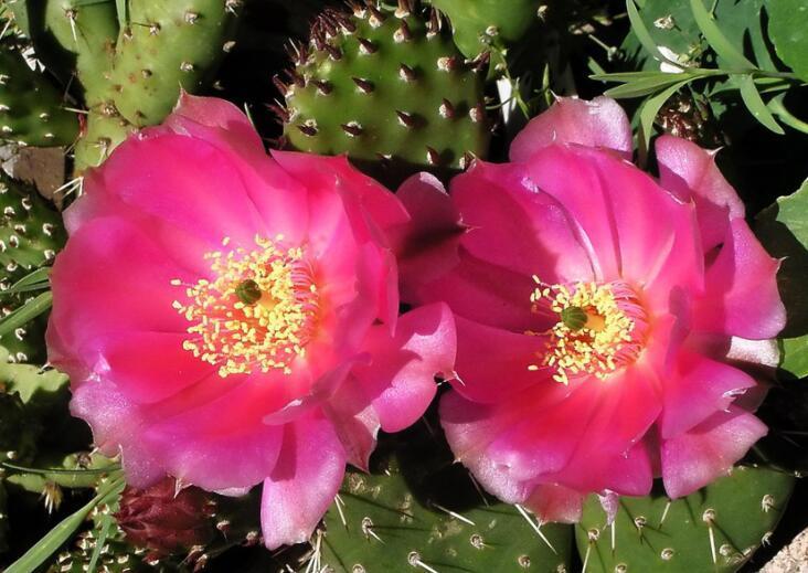 仙人掌不仅能开花,还能结果果实可遇不可求