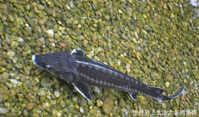 湖南这种鱼能穿越陆地，有“天下第一河鲜”之誉，广东人最爱吃