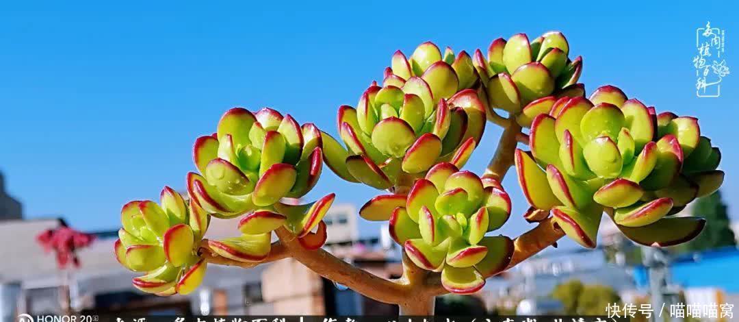 多肉|你是爱,是暖,是希望,你是人间四月天!