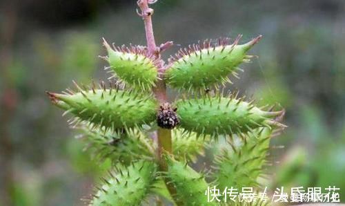 女性|十个女性九个腰痛，用它煮水，每天一杯，腰不疼，腿也不酸