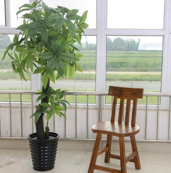 叶片|这几样花草植物，没有光也能正常长叶开花