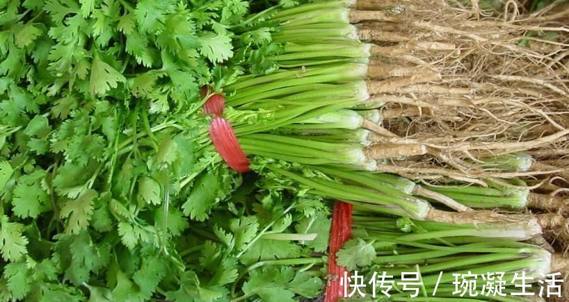 储存香菜，别再放冰箱了！20年大厨教你，放再久都不坏，翠绿新鲜！