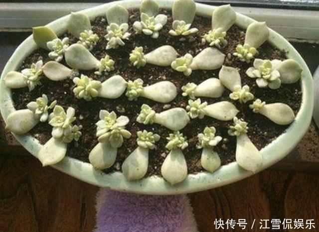 叶插|多肉叶插“不麻烦”,将“4个步骤”处理好,8天生根,冒出小苗!