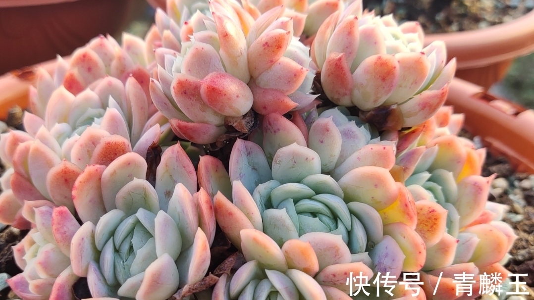 多肉植物什么时候才可以控养,服盆期间能不能晒太阳