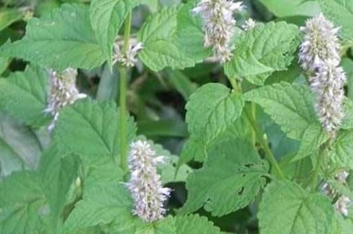 我家每年必吃,是菜也是药,用来炒鸡蛋比香椿还香,有花盆就能种