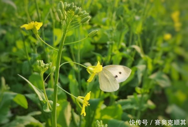 老年|初春的南方己是花花的世界了，春意盎然看美成啥样了？