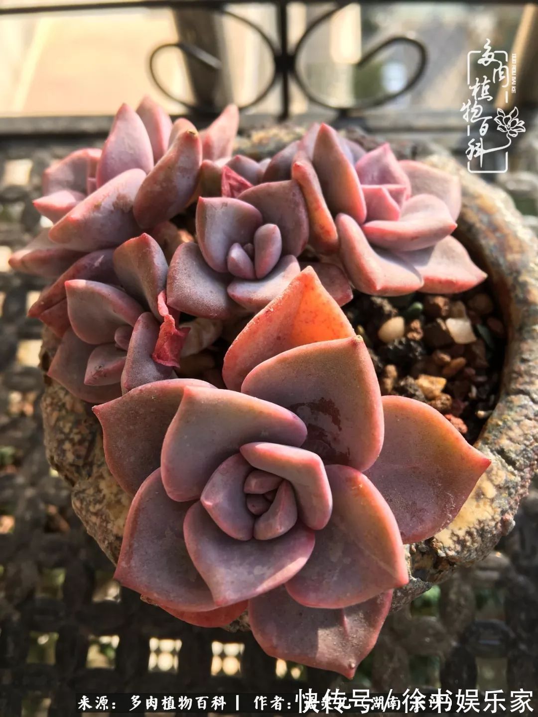 邂逅多肉，爱折腾的阳台党，总能收获简单纯粹的快乐！