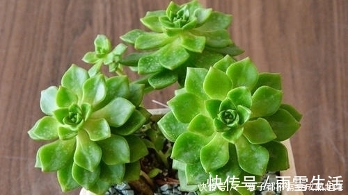 老桩|多肉蒂亚穿裙子长得丑?做好这件事,由绿变红,养成小老桩!