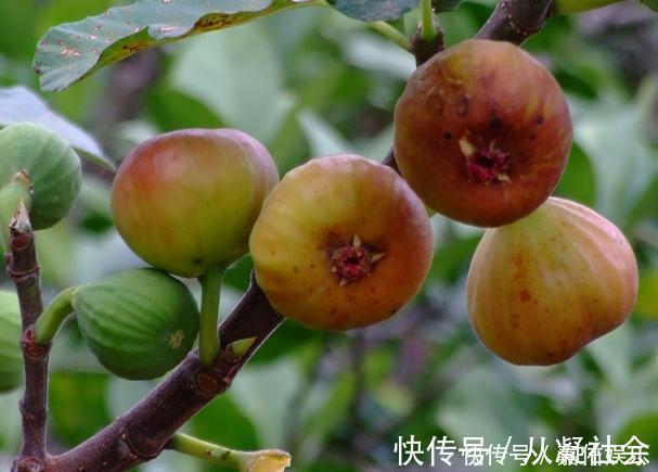 保存无花果不要直接放冰箱，学会此诀窍，甘甜滋润，越放越好吃