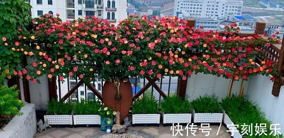 花友|月季胃口大,土里埋点料,长成一面大花墙!