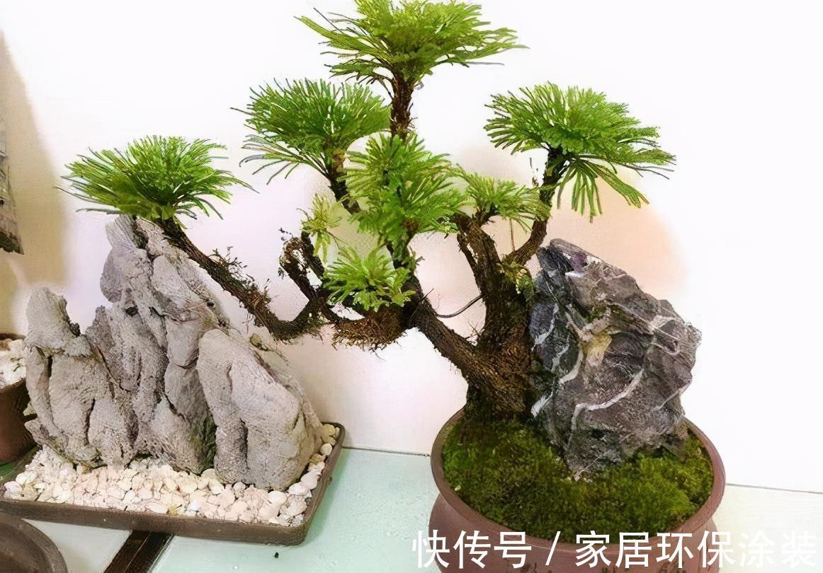 九死还魂草|野外山坡上再看见这种植物,别挖了,数量已经不允许