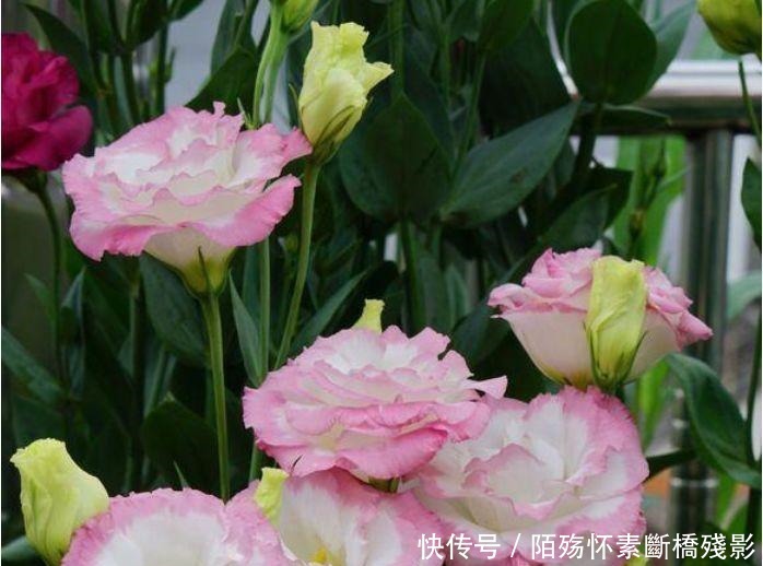 5种花花朵硕大，花期长，开花满枝头，越养越值钱，方法很简单