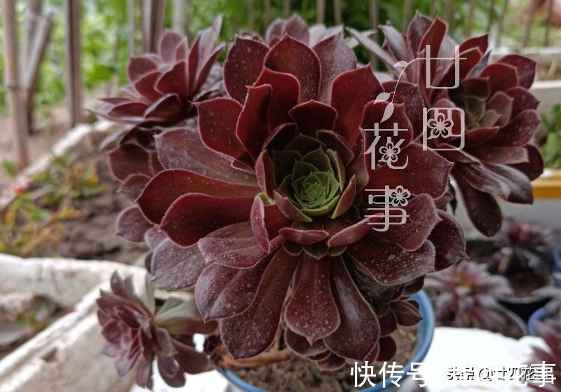 根系|9月3招“召唤术”，唤醒多肉法师，醒了“补一补”，上色爆芽多