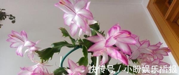 吸油烟机|什么生根水、生根粉,通通都比不上这种油!盆里倒一点,花草疯长