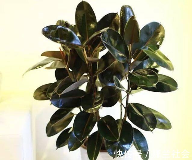 长寿花|君子兰肥到流油,长寿花开不断,原来他用了这个小方法!