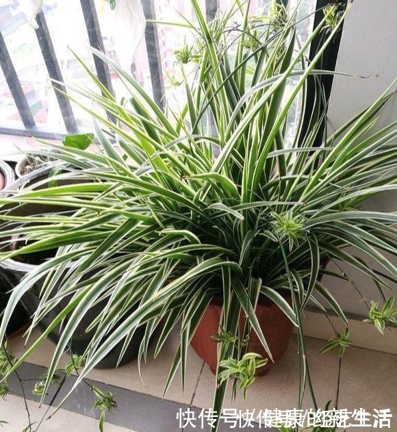 种花|这5种花,天生不能晒,一晒就黄了,不信你就试试!